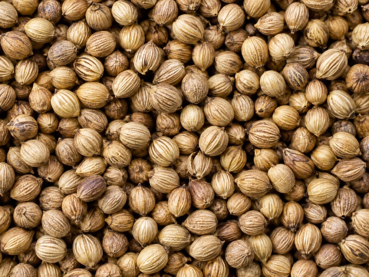 Whole coriander seeds filling the frame
