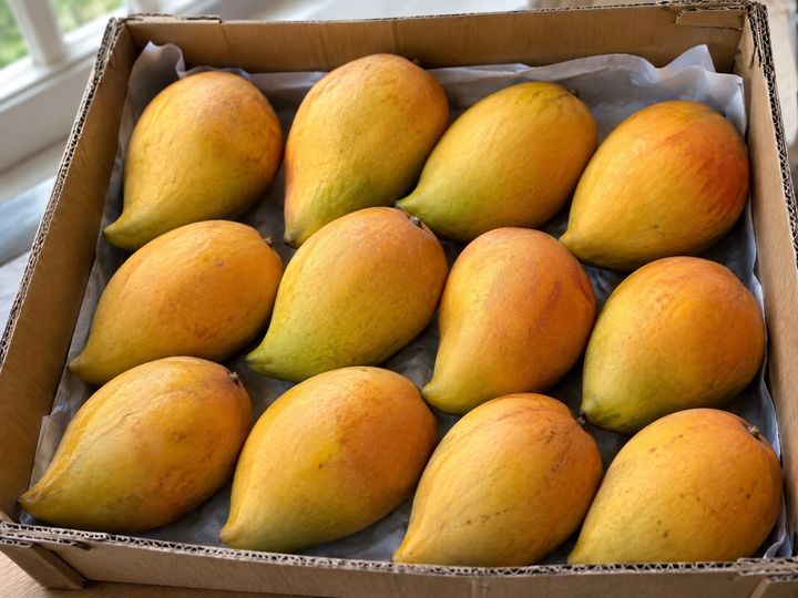 Ripe Kesar mangoes in a cardboard tray
